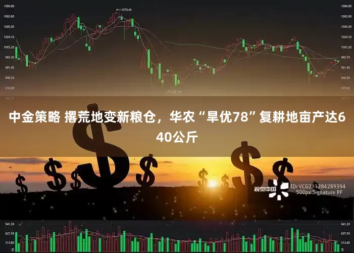 中金策略 撂荒地变新粮仓，华农“旱优78”复耕地亩产达640公斤